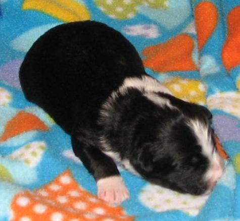 Lola