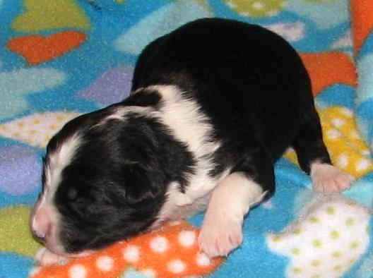 Lola