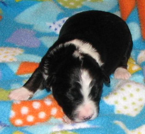 Lola