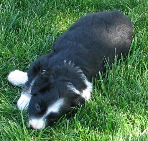 Lola