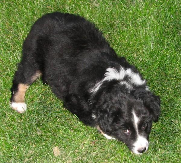 Lola