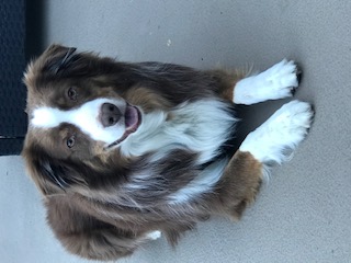 Maverick
