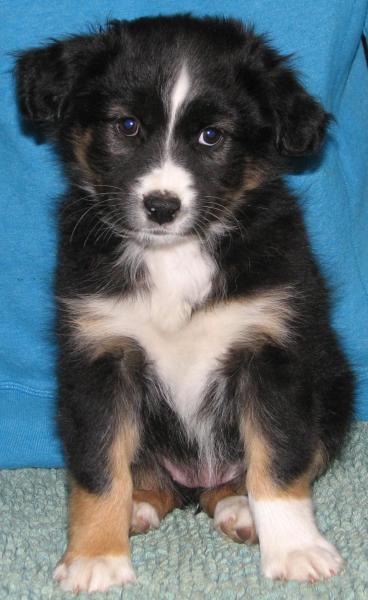 Piper