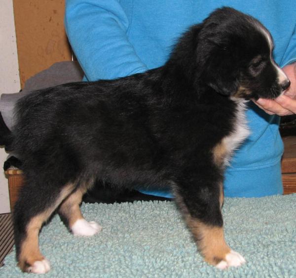Piper