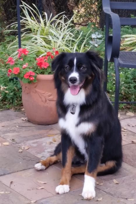 Piper