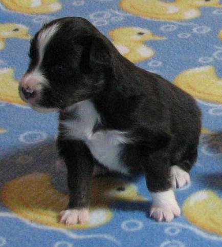 Piper