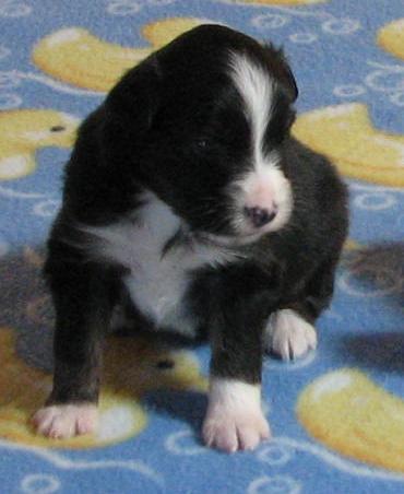 Piper