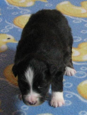 Piper
