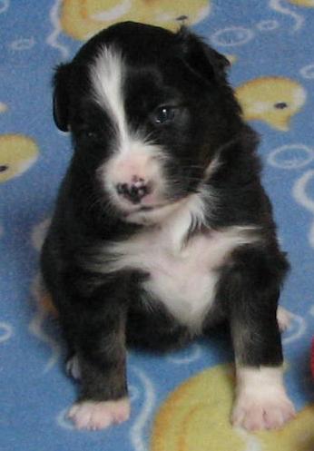 Piper