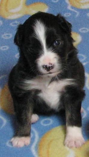 Piper
