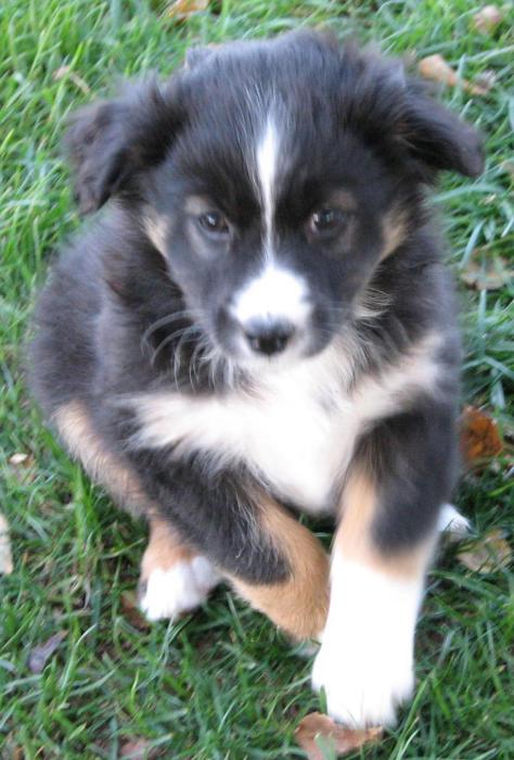 Piper