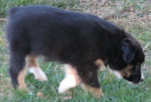 Piper