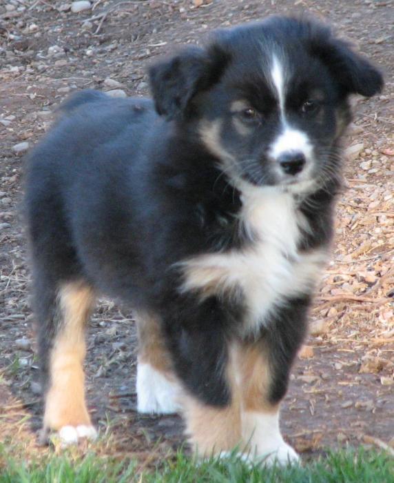Piper