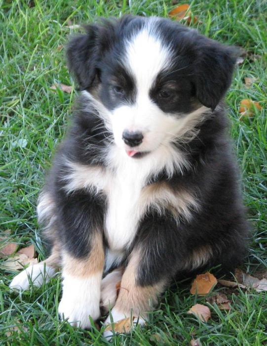 Phoebe