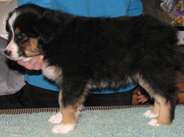 8 weeks old; 6.4 lb