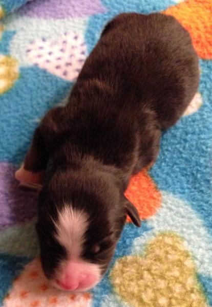 Newborn; 9.6 oz