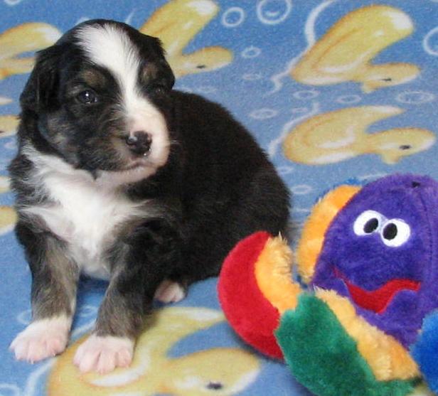 3 weeks old; 2.3 lb