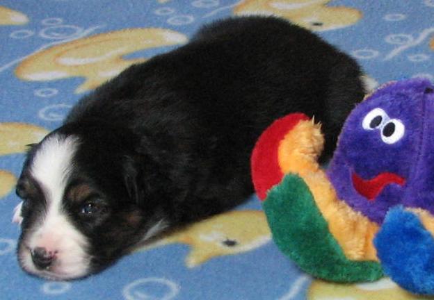 3 weeks old; 2.3 lb