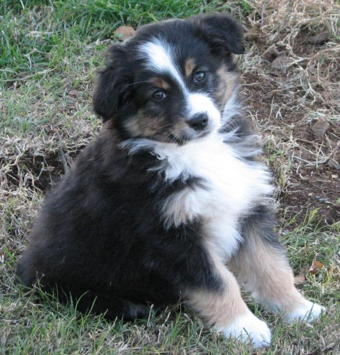 8 weeks old; 6.4 lb