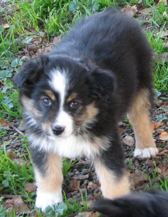 8 weeks old; 6.4 lb