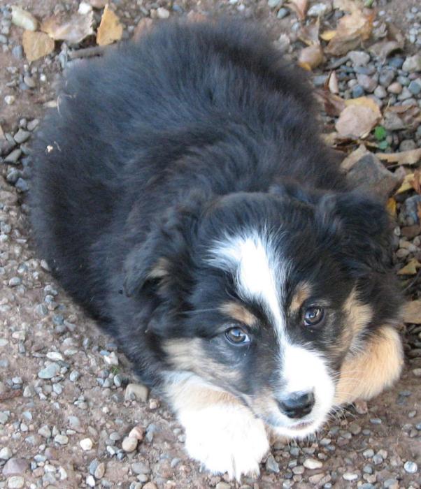 8 weeks old; 6.4 lb