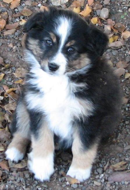8 weeks old; 6.4 lb