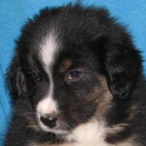Loki