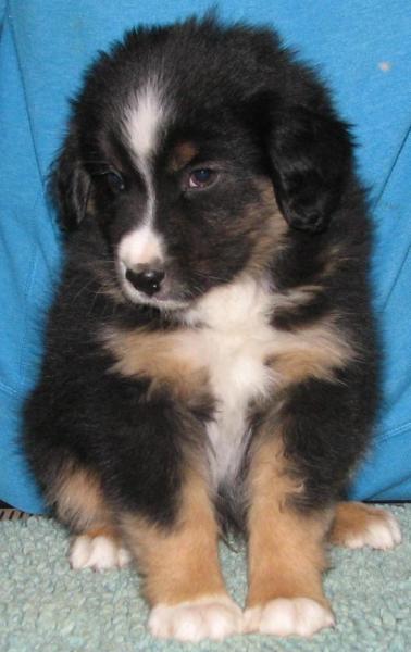 Loki