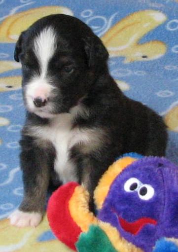 Loki