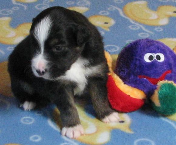 Loki