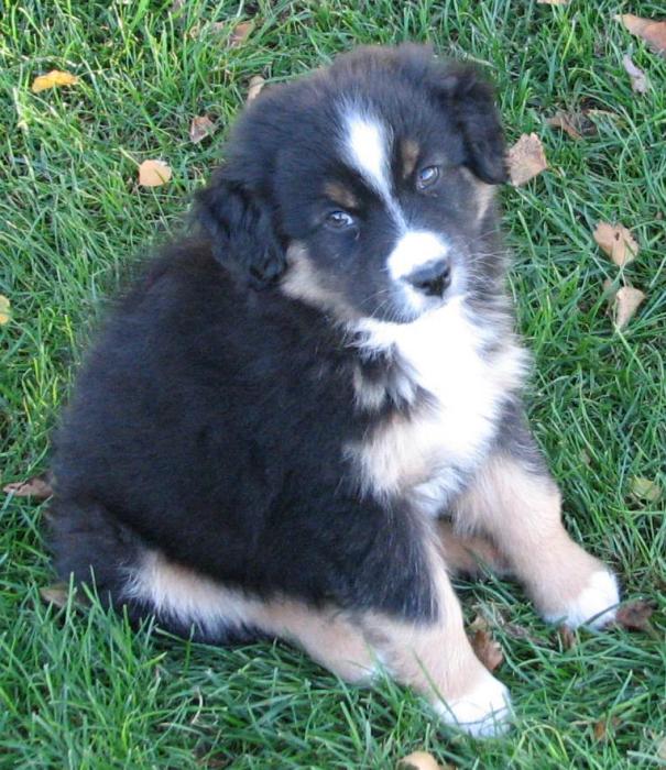 Loki