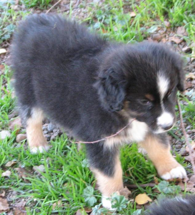 Loki