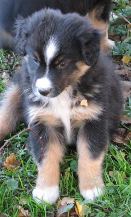 Loki
