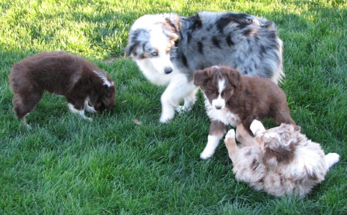 Sassy × Max litter