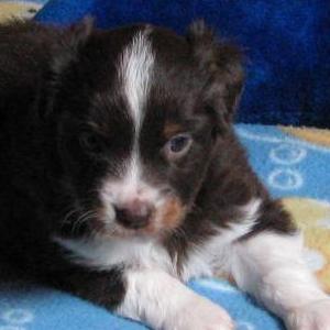 Duke