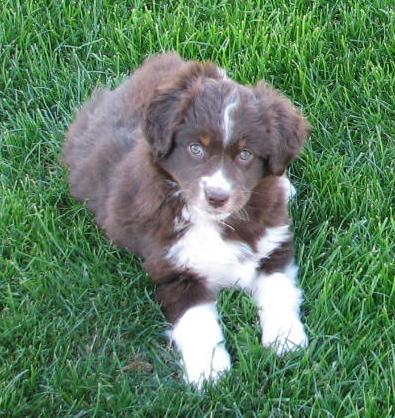 Duke