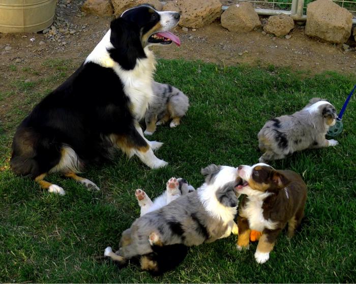 Taffi × Barkley litter