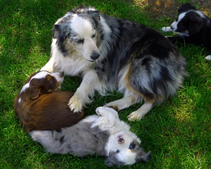 Taffi × Barkley litter