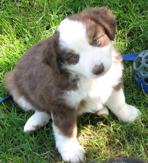 Beau