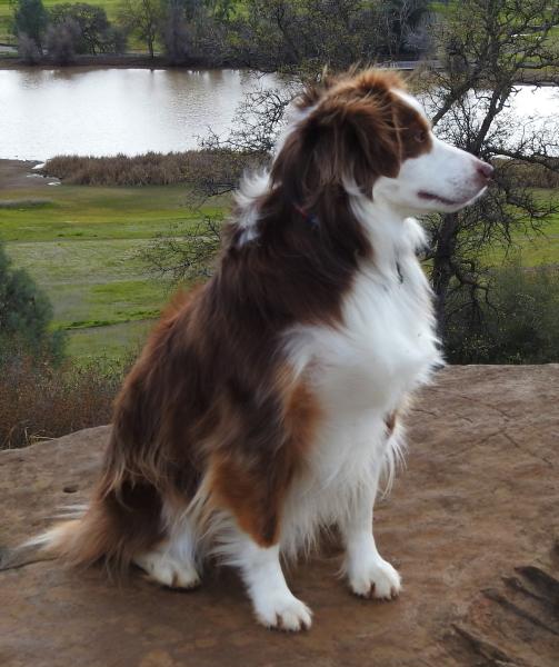 Beau
