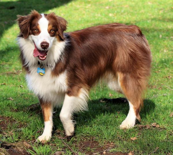 Beau