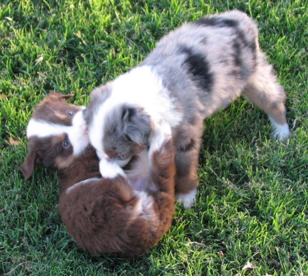 Opal × Max litter
