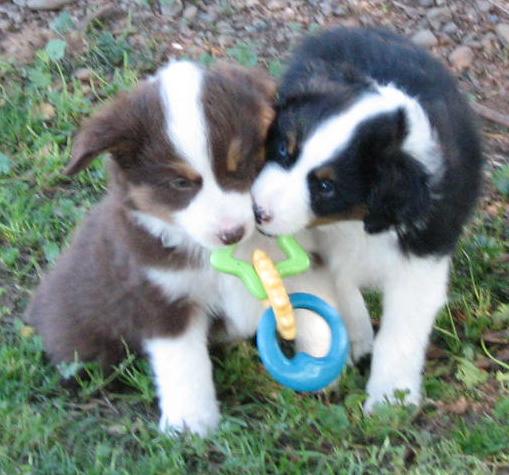 Opal × Max litter