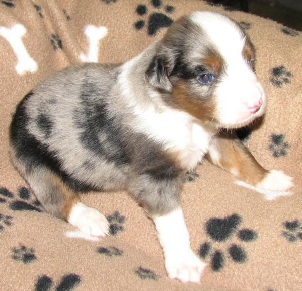 Merlin
