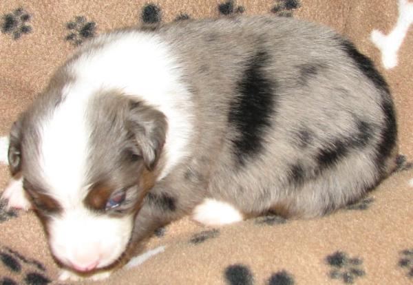 Merlin