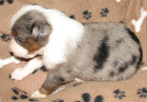 Merlin
