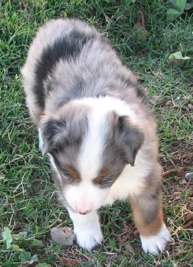 Merlin
