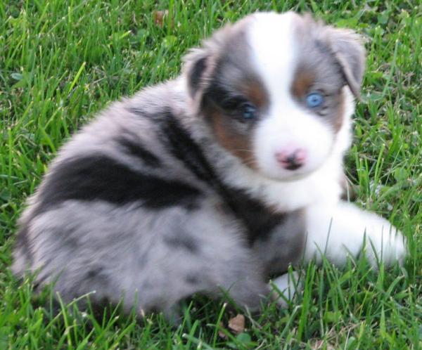 Merlin