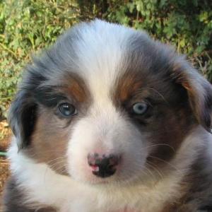 Merlin