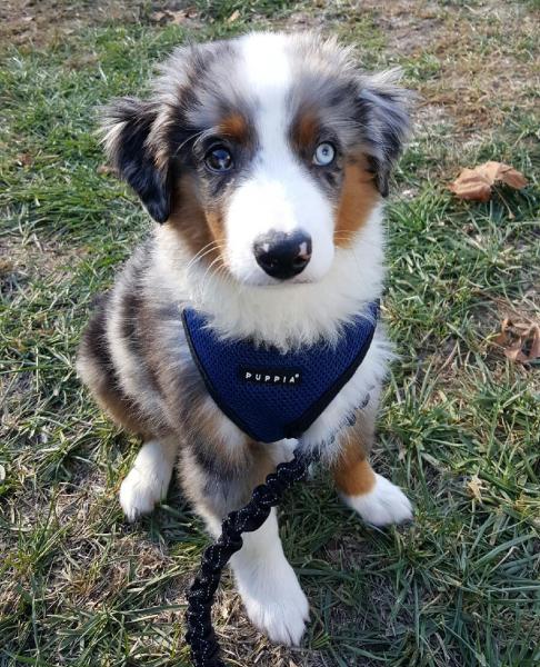 Merlin